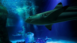 La poblaci&oacute;n de tiburones se sigue reduciendo pese a las medidas para frenar su pesca