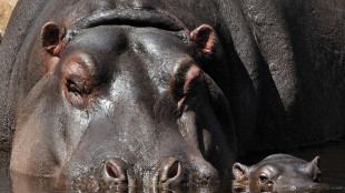 Ippopotami intrappolati dal fango per siccit&agrave; in Botswana