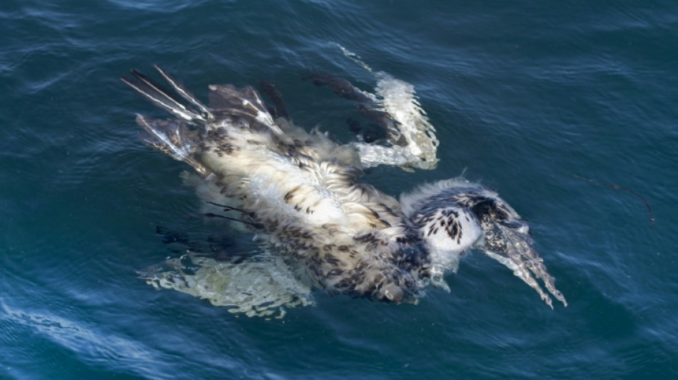 La grippe aviaire n'a pas pris de vacances, automne sous tension dans les &eacute;levages