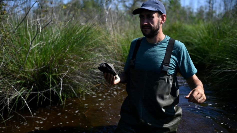 Sur les terres brûlées de Gironde, les premiers signes du retour de la nature