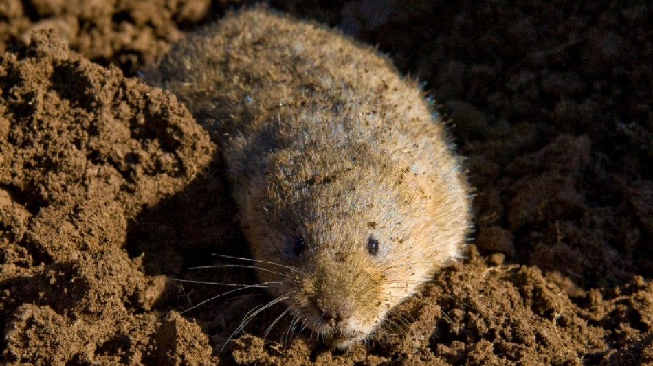 Achtj&auml;hriger in Niedersachsen durch W&uuml;hlmausfalle schwer an Hand verletzt 