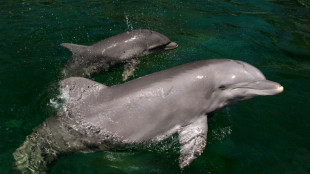 Una joven ecologista espa&ntilde;ola pide al Parlamento prohibir los delfinarios