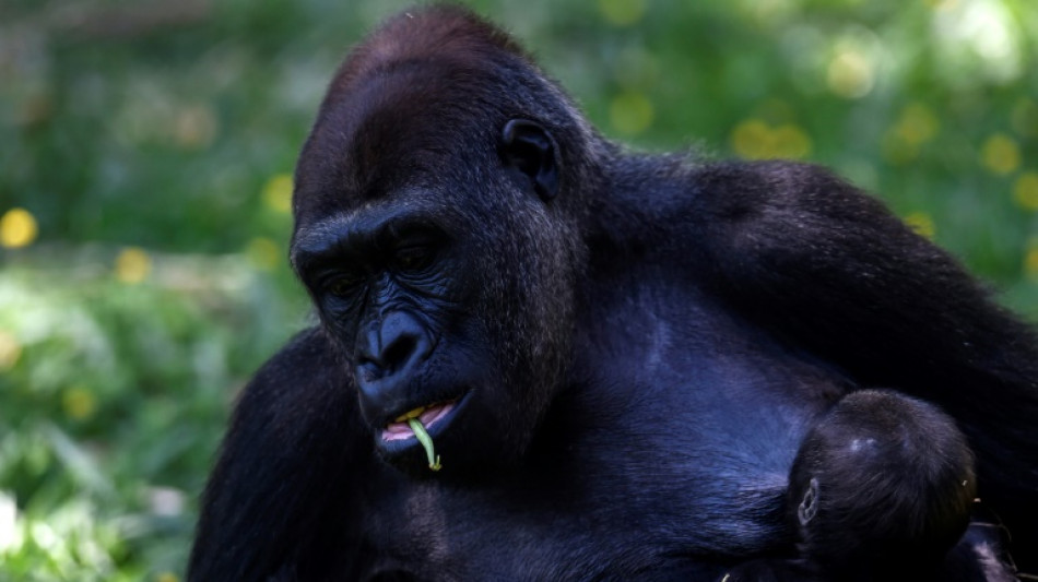 Gorilla Kio stirbt in Leipziger Zoo - Kreislaufversagen während Untersuchung