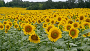 'Just can't sell': Ukraine harvests sunflowers as war blocks ports