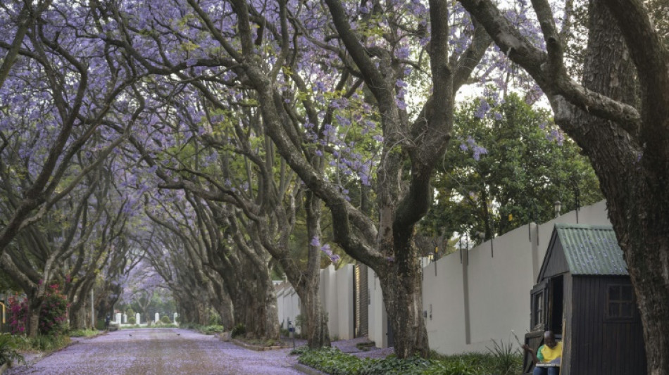 Jacarand&aacute;s en flor, un legado japon&eacute;s que adorna la capital de M&eacute;xico