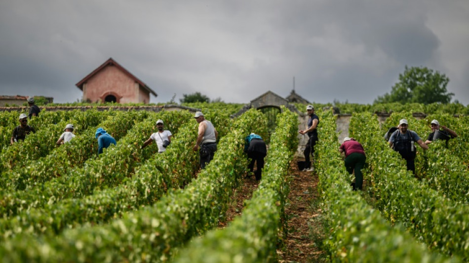 En Bourgogne, une forêt pour protéger la vigne du réchauffement