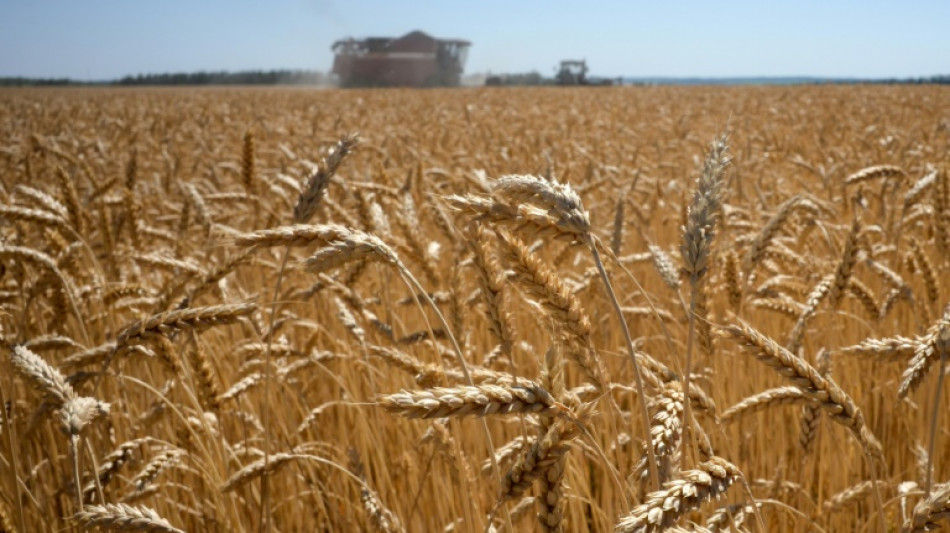 La Russie estime pouvoir exporter 50 millions de tonnes de c&eacute;r&eacute;ales