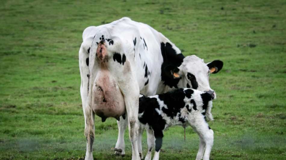 Friesland: Kuh bringt Kalb auf Stra&szlig;e zur Welt