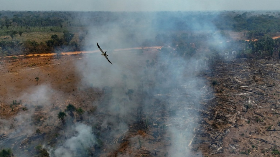 Brazil fires drive acceleration in Amazon deforestation: report