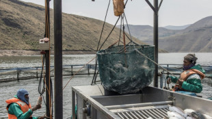 Lesotho: la truite, tr&eacute;sor des rivi&egrave;res du petit royaume africain