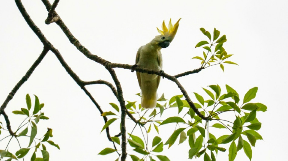 A Hong Kong, des nids artificiels pour sauver des cacatoès de l'extinction