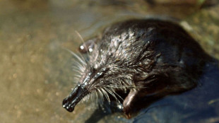 Glaciers menac&eacute;s, faune et flore en danger: les Pyr&eacute;n&eacute;es en plein bouleversement