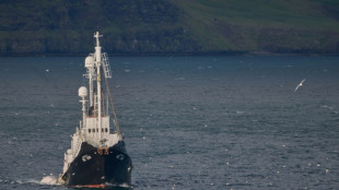 Suspenden la caza de ballenas en Islandia por segundo a&ntilde;o consecutivo