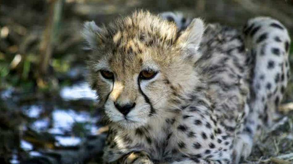 Muere en Ir&aacute;n uno de los &uacute;ltimos guepardos de Asia