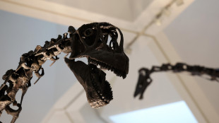 Un mini-parente ridisegna l'albero genealogico dei dinosauri