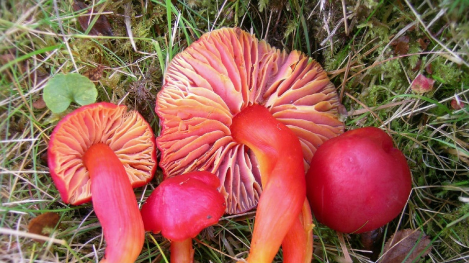 Más de 400 variedades de hongos en peligro, según la UICN