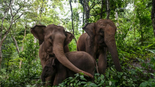 Les deux-tiers de l'habitat des &eacute;l&eacute;phants d'Asie d&eacute;truits en trois si&egrave;cles