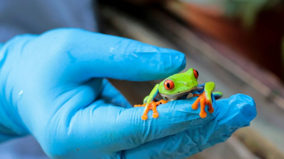 Long hop from Nicaragua to US for frogs and spiders sold as 'pets'