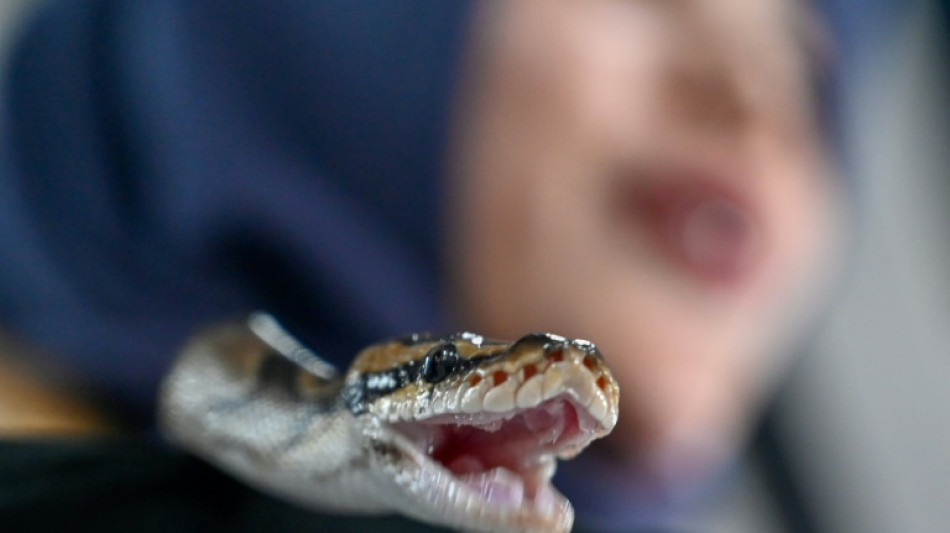 Una pit&oacute;n de 5 metros engulle a una mujer en Indonesia