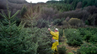 Apr&egrave;s le fromage et le melon, le sapin de No&euml;l obtient une origine prot&eacute;g&eacute;e