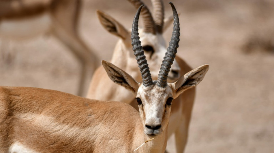 En Irak, les gazelles de la r&eacute;serve Sawa meurent de faim