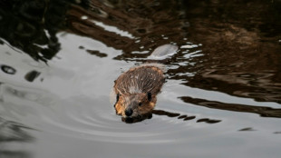 Menschen vor 400.000 Jahren jagten systematisch Biber - und nicht nur Gro&szlig;wild