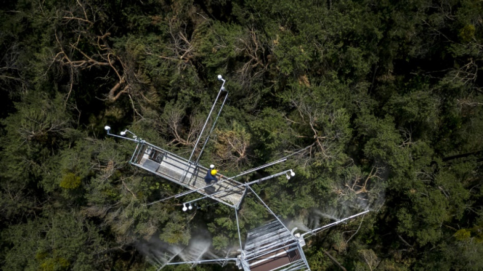 Facing climate change, Swiss trees get mist before they're missed