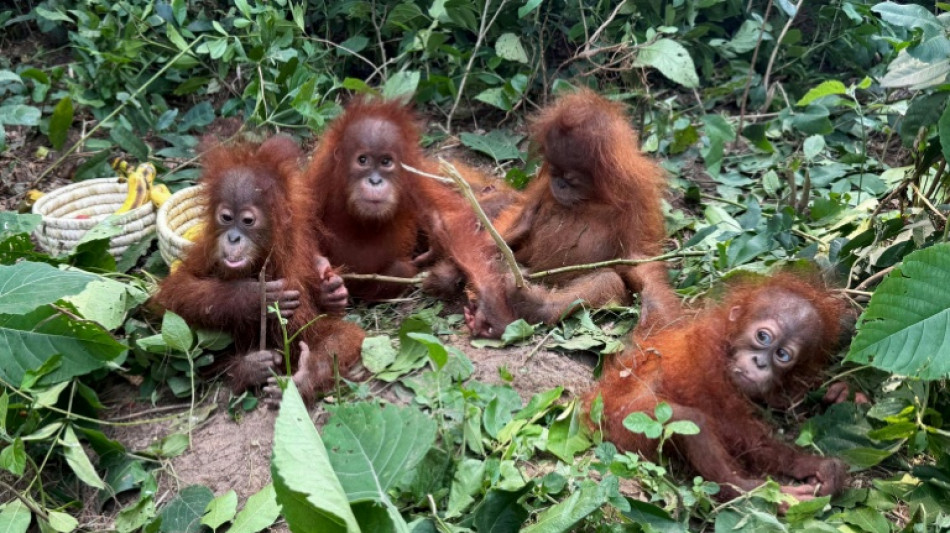 L&rsquo;Indon&eacute;sie va rapatrier des b&eacute;b&eacute;s orangs-outans qui auraient &eacute;t&eacute; victimes de trafic vers l&rsquo;Inde