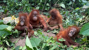 L&rsquo;Indon&eacute;sie va rapatrier des b&eacute;b&eacute;s orangs-outans qui auraient &eacute;t&eacute; victimes de trafic vers l&rsquo;Inde