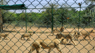 Reserva de leones en Sud&aacute;n advierte de escasez de alimentos y electricidad
