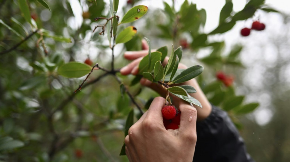 Face aux s&eacute;cheresses et aux incendies, la for&ecirc;t proven&ccedil;ale red&eacute;couvre l'arbousier