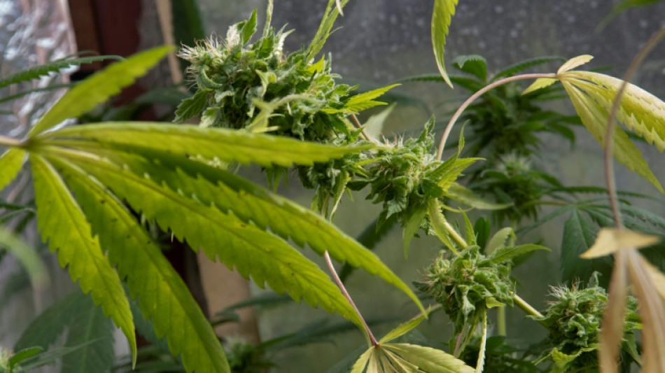 Cannabisplantage mit &uuml;ber tausend Pflanzen in nieders&auml;chsischer Scheune entdeckt