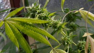 Cannabisplantage mit &uuml;ber tausend Pflanzen in nieders&auml;chsischer Scheune entdeckt