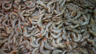 La grande distribution appel&eacute;e &agrave; s'engager contre la maltraitance des crevettes d'&eacute;levage