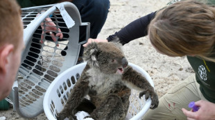 Australia proh&iacute;be la tala de &aacute;rboles en un bosque refugio de koalas