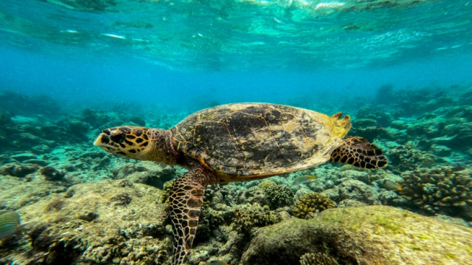 Los océanos sufren el calor de la contaminación de origen humano