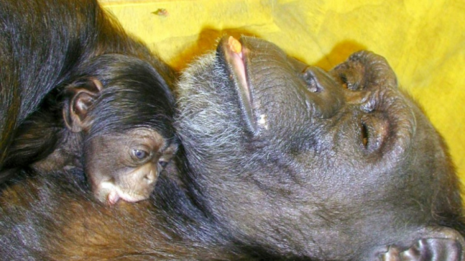 "Ai", la chimpanz&eacute; prodige, est morte &agrave; 49 ans