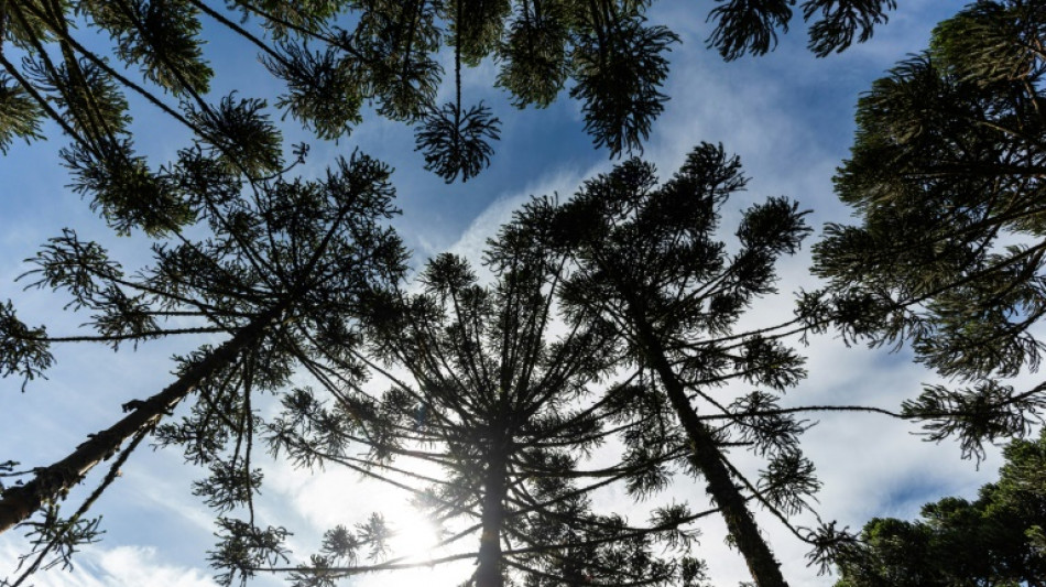 Au Br&eacute;sil, des indig&egrave;nes replantent un conif&egrave;re menac&eacute;