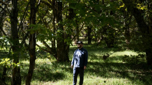 An&eacute;anti par un champignon, le ch&acirc;taignier d'Am&eacute;rique amorce sa renaissance