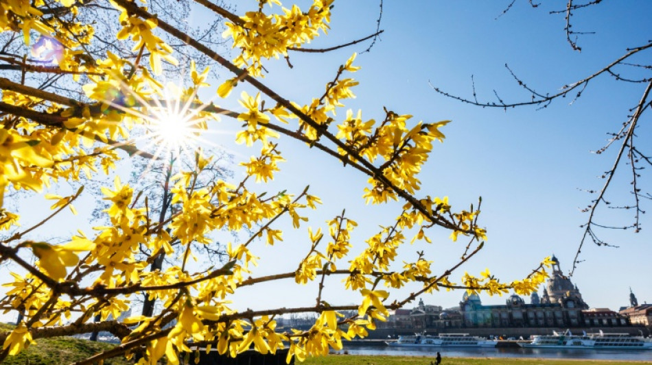 Verbraucherzentrale verklagt Baumarktkette wegen potentiell invasiver Pflanzen