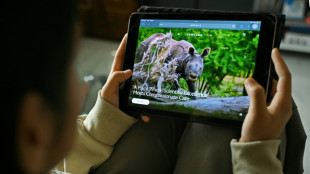 How did an Indian zoo get the world's most endangered great ape?