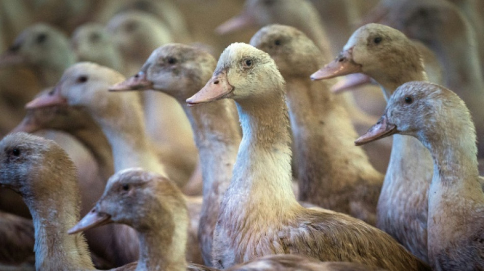 La gripe aviar amenaza el "foie gras" navide&ntilde;o en Francia