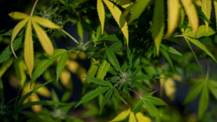 Deutscher Verkehrsgerichtstag empfiehlt Erh&ouml;hung von THC-Grenzwert