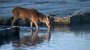 "Rehnotrettung" in Nordsee: Tier gerät in Büsumer Hafen in Seenot