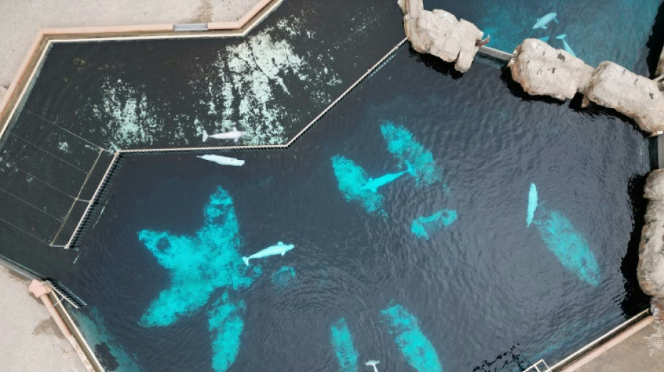 Canada's Marineland gets 'conditional approval' to sell whales to US